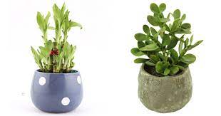 Maybe you would like to learn more about one of these? Top 10 Table Top Plants For Your Garden Blog Nurserylive Com Gardening In India