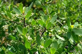 Image result for Lumnitzera racemosa