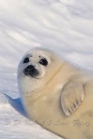 Baby Animals Baby Harp Seal Photography Magazine Leading Photography Magazine Bring You The Best Photography From Around The World