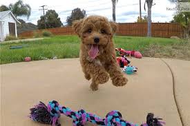 Are cavapoo puppies easy to train? Lulu Cavapoo Puppy For Sale Near San Diego California 2e68834d 8811