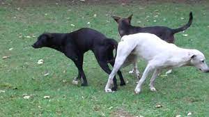 Por fortuna, un vecino apareció en el último momento y logró salvar al animal, en rusia. Por Que Los Perros Quedan Pegados Despues De Aparearse Mundo Perros
