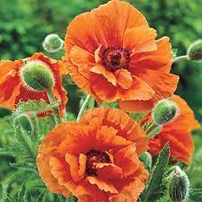 Orange Glow Oriental Poppy 1 Per Package In 2021 Flowers Perennials Beautiful Flowers Bulb Flowers