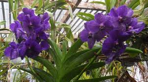 Flower orchid channel is introduced in all kinds of orchids, especially the rare orchid vietnam with friends in europe have a nice day. Asda Adisak Blue