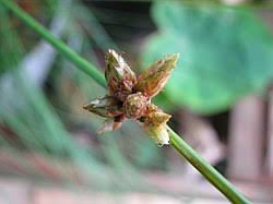 Image result for Schoenoplectiella microglumis