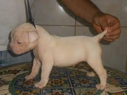 They have a sweet appearance due to their round face with squashed muzzles and large, endearing eyes and. Teddy Bear Puppies For Sale Florida