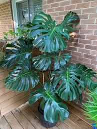 Image result for Monstera