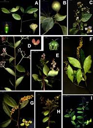 Image result for Lauraceae