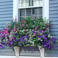 Get it as soon as fri, jul 23. Happy Welcoming Window Box Flower Filled Sunday Stroll Windowboxesofnantucket Nantucket Windowbox Window Box Flowers Garden Containers Window Box Plants