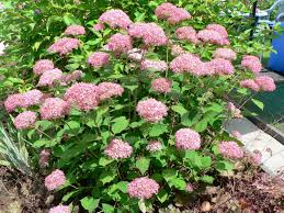 Check spelling or type a new query. Ballhortensie Proven Winners Invincibelle Spirit Pink Annabelle Hydrangea Arborescens Proven Winners Invincibelle Spirit Pink Annabelle Baumschule Horstmann