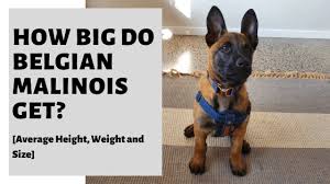 Ever wondered how belgian malinois dogs have continued to enjoy a steady growth in popularity across the globe? How Big Do Belgian Malinois Get Average Height Weight Size