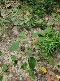 Image result for Melochia corchorifolia