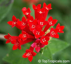 Maybe you would like to learn more about one of these? Pin On Bouvardia