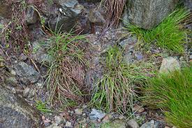 Image result for Isolepis costata