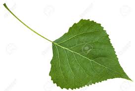 Check spelling or type a new query. Backside Fresh Leaf Of Birch Tree Betula Pendula Silver Birch Warty Birch European White Birch Isolated On White Background Stock Photo Picture And Royalty Free Image Image 58811627