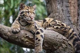 Hewan ini bereproduksi dengan masa kehamilan seperti hewan biasanya yaitu sekitar 70 hari dan satu induk bisa. Baca Harga Kucing Hutan Jenis Dan Cara Merawatnya Lengkap