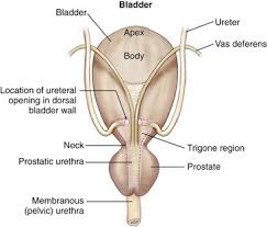 Image result for Bladder Anatomy