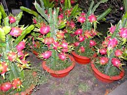 Hybrid Dragon Fruit Plant Bonsai Plants Nursery