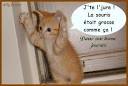 PHOTO - Le chat du Rabbin : drle daposaffiche! News