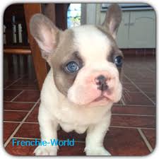 The disqualifying colors of black and tan and of liver do occur in french bulldogs but can be truly described as rare and are unlikely to appear in the show ring. Blue Eye Frenchie French Bulldog Blue And Tan Producer Rare Color Eyes Rare Color Frenchie Love His Eyes Rare Color French Bulldog Blue French Bulldog Bulldog