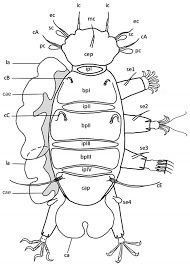 Chimaeric dorsal habitus of marine heterotardigrade. Feet represented... |  Download Scientific Diagram