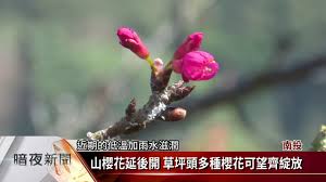 The website collected by this website comes from the. å—æŠ•è‰åªé ­æ«»èŠ±å­£ä¿¡ç¾©é„‰å…¬æ‰€ä¼°2æœˆç››é–‹ å®¢å®¶æ–°èž20210118 Youtube