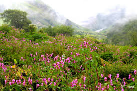 You may use this domain in literature without prior coordination or asking for permission. Valley Of Flowers India Bhyundar Valley How To Reach Valley Of Flowers Living Nomads Travel Tips Guides News Information