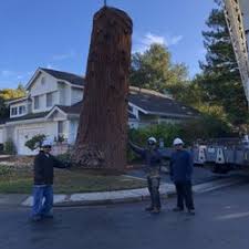 Best tree services near you. Best Tree Removal Companies Near Me July 2021 Find Nearby Tree Removal Companies Reviews Yelp