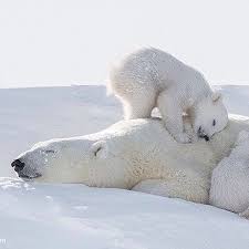 Pin By Simone On Animals Baby Polar Bears Polar Bear Cute Polar Bear