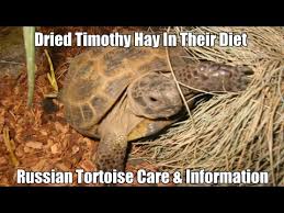 Russian Tortoise Diet The Importance Of Dried Timothy Hay