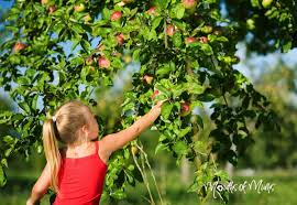 Feb 11, 2020 · @alwaysclau: How To Grow An Apple Tree From A Seed Mouths Of Mums