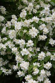 Falscher Jasmin Kostbare Natur Pfeifenstrauch Weiss Bluhende Straucher Blumen Anbauen