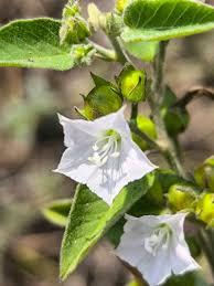 Image result for Jacquemontia paniculata