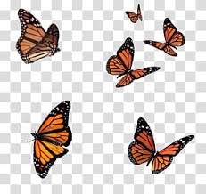 Full Six Flying Monarch Butterflies Transparent Background Png Clipart Butterfly Background Butterfly Watercolor Butterfly Illustration