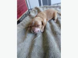 Spoodle Puppies For Sale Christchurch Www Mobile
