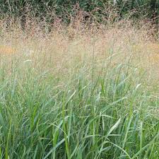Image result for Panicum
