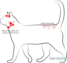 Image result for Feline Miliary Dermatitis