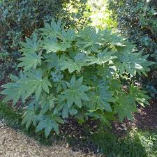 Image result for Alafia orientalis
