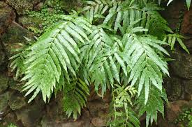 Image result for Lomariopsis warneckei