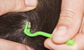 Puteti produce alergii severe pana la soc anafilacti si exitus (moarte)! CÄpuÈe La Caini Èi Pisici Ce Boli Le ProvoacÄ Èi Cum Le PoÈi Scoate Antena 1