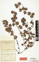 Image result for Ardisiandra sibthorpioides