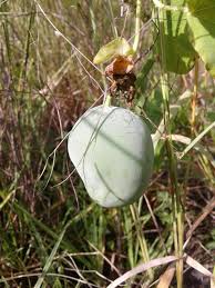 Image result for Passiflora subpeltata
