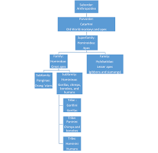 2 Primate Classification The History Of Our Tribe Hominini