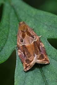 Image result for Archips rosanus