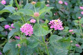 Image result for Lantana tiliifolia