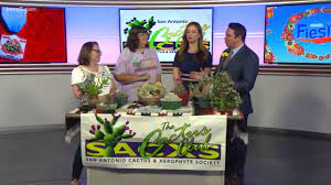 The conservation society of san antonio (legally incorporated as the san antonio conservation society) is located in the bexar county city of san antonio in the u.s. Cactus And Xerophyte Society 40th Annual Show Sale Youtube