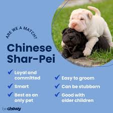 Welcome to r/helpinglostpets, a community for lost pets! Chinese Shar Pei Breed Characteristics Care Photos Bechewy
