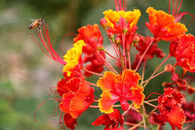 Desert sand verbena is found growing in the driest parts of the desert in arizona, california, nevada and utah. Orange Desert Flower And A Bee Arizona Desert Flowers Paradise Plant Bird Of Paradise Plant