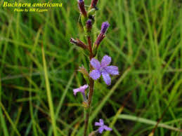 Image result for Buchnera lastii