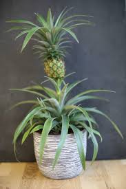 Ananas Einpflanzen Anleitung Tipps Zum Anbau Plantura Ananas Pflanzen Ananas Einpflanzen Pflanzen