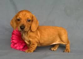 German breeders are credited for. Mini Dachshund Puppies In Millersburg Ohio For Sale In Millersburg Ohio Classified Americanlisted Com